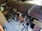 OTHERS-ANDERE FORDSON motore a km.0